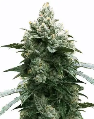 Auto Bruce Banner cannabis seeds