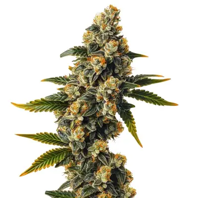 Auto Bubba Kush cannabis seeds by Blimburn Seeds