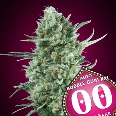 Auto Bubble Gum XXL cannabis seeds