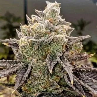 Auto Bubble Gummy cannabis seeds by Ethos Genetics