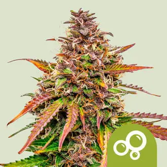 Auto Bubble Kush cannabis seeds by Royal Queen Seeds
