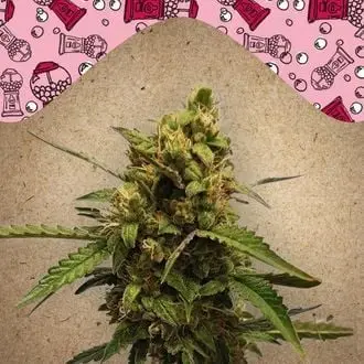Auto Bubble cannabis seeds by Female Seeds