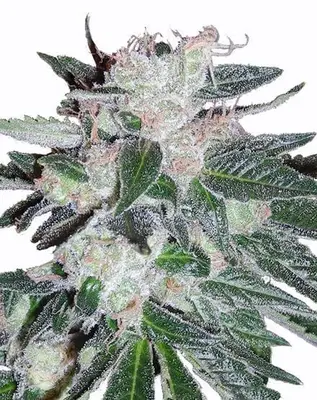 Auto Bubblegum cannabis seeds