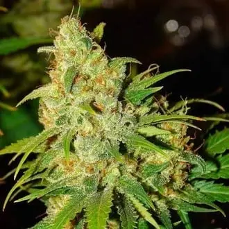 Auto Bubblelicious cannabis seeds by Nirvana Seeds