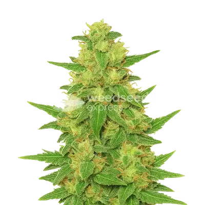 Auto C. Banana cannabis seeds