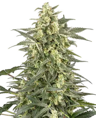 Auto C4 cannabis seeds