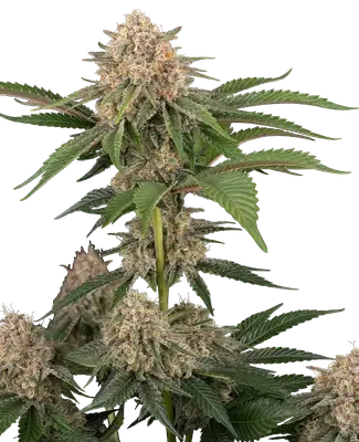 Auto California Runtz cannabis seeds