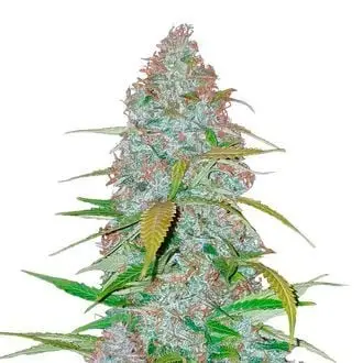 Auto Californian Snow cannabis seeds by Fastbuds