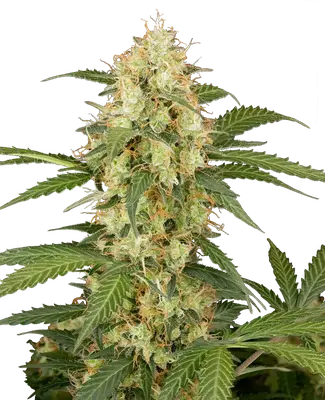 Auto Candy Apples cannabis seeds
