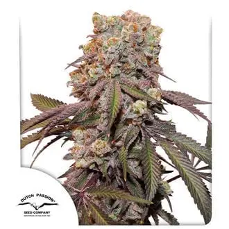 Auto Candy Bubatz XL cannabis seeds by Dutch Passion