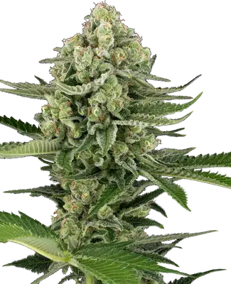 Auto Candy Buds cannabis seeds