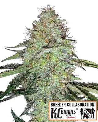 Auto Candy Damage cannabis seeds