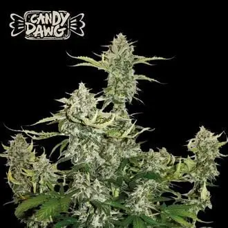 Auto Candy Dawg cannabis seeds
