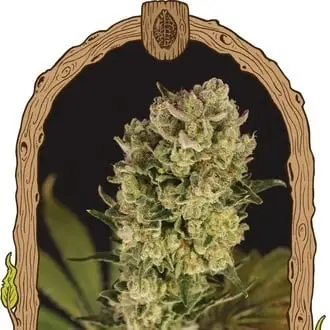 Auto Candy Jungle cannabis seeds