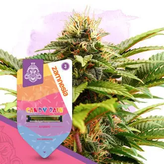 Auto Candy Rain cannabis seeds by Zamnesia Seeds