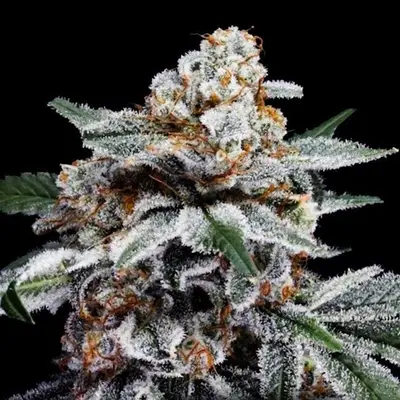 Auto Canelo cannabis seeds