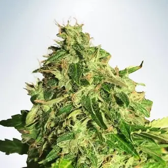 Auto Cannabis Light cannabis seeds by Ministry of Cannabis