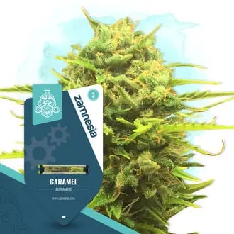 Auto Caramel cannabis seeds by Zamnesia Seeds