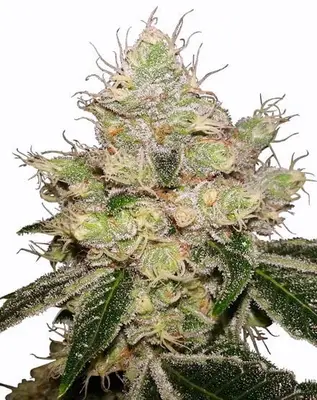 Auto Caramelicious cannabis seeds