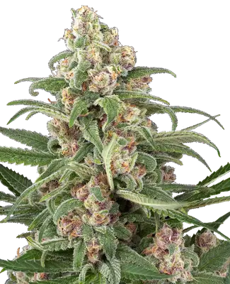 Auto Cassis cannabis seeds
