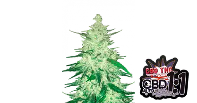 Auto CBD 1:1 (CBD Crack) cannabis seeds