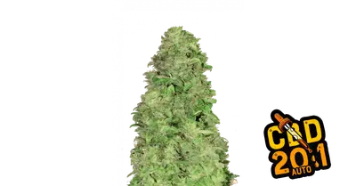 Auto CBD 20:1 cannabis seeds