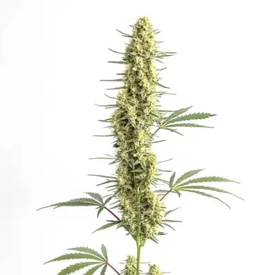 Auto CBD Amnesia cannabis seeds by Blimburn Seeds