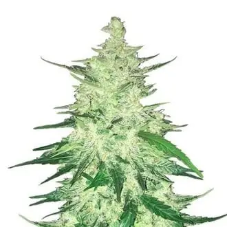 Auto CBD Auto 1:1 cannabis seeds by Fastbuds