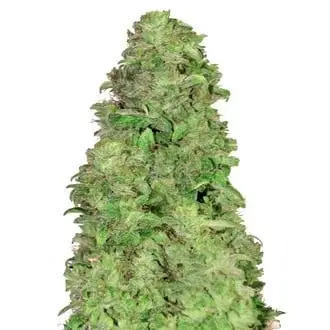 Auto CBD Auto 20:1 cannabis seeds by Fastbuds