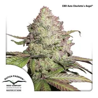 Auto CBD Auto Charlotte's Angel cannabis seeds by Dutch Passion