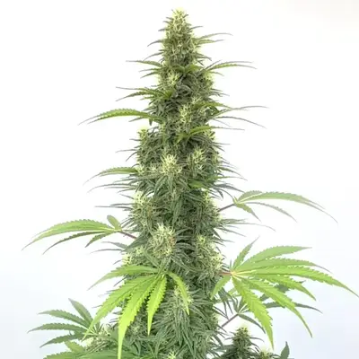 Auto CBD Cheese cannabis seeds by Blimburn Seeds