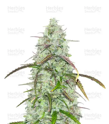 Auto CBD Critical Mass (1:15) cannabis seeds