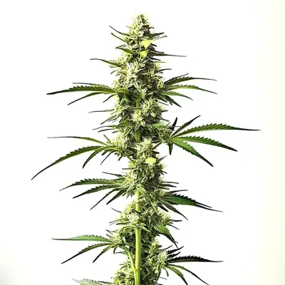 Auto CBD Critical Mass cannabis seeds by Blimburn Seeds