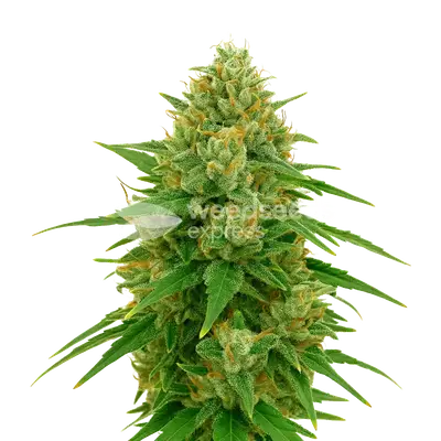 Auto CBD Express cannabis seeds