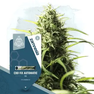 Auto CBD Fix cannabis seeds by Zamnesia Seeds