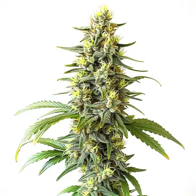 Auto CBD Haze (1:1) cannabis seeds