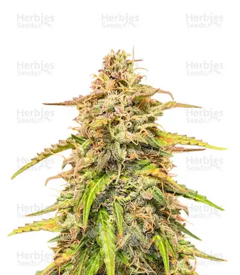Auto CBD Kush 1:1 cannabis seeds