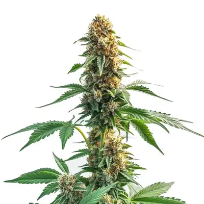 Auto CBD Kush cannabis seeds by Blimburn Seeds