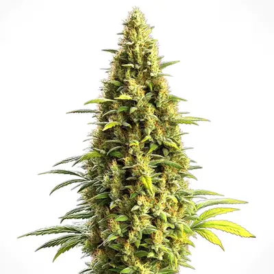 Auto CBD Lemon Haze cannabis seeds