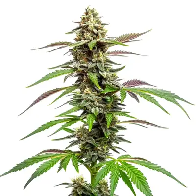 Auto CBD Med Go cannabis seeds