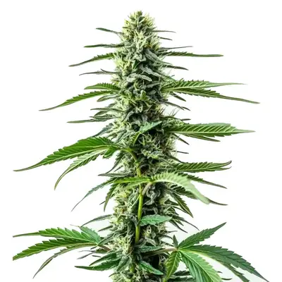 Auto CBD Northern Lights cannabis seeds