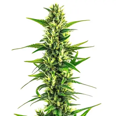 Auto CBD Pineapple cannabis seeds by Blimburn Seeds