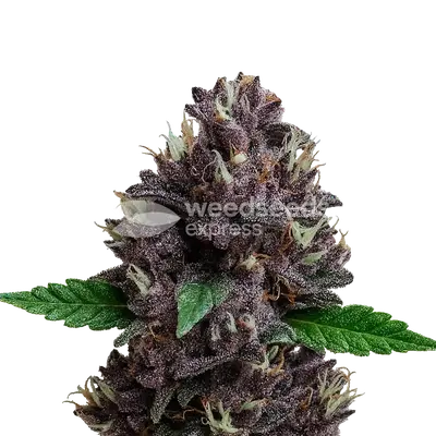 Auto CBD Purple Kush cannabis seeds