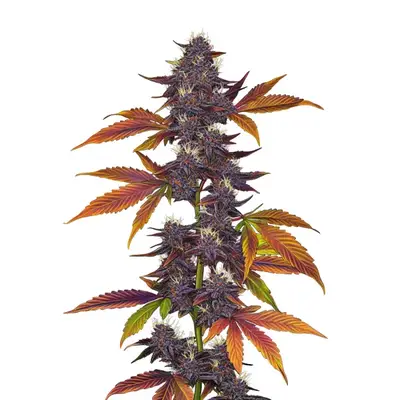 Auto CBD Purple cannabis seeds by Blimburn Seeds