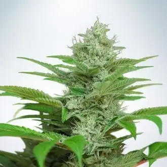 Auto CBD Star cannabis seeds by Ministry of Cannabis