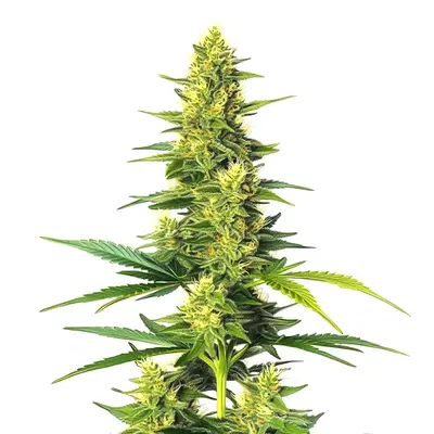 Auto CBD White Widow cannabis seeds by Blimburn Seeds