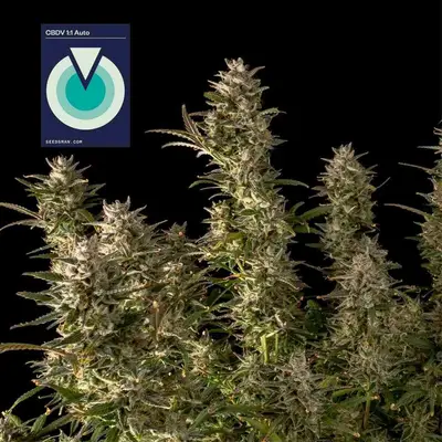 Auto CBDV 1:1 cannabis seeds