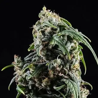 Auto CBDV cannabis seeds by Kannabia