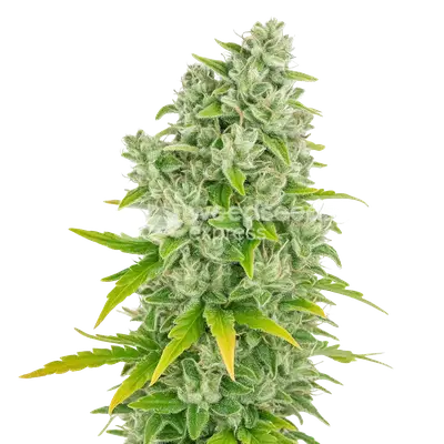 Auto CBG Citrus Nectar cannabis seeds