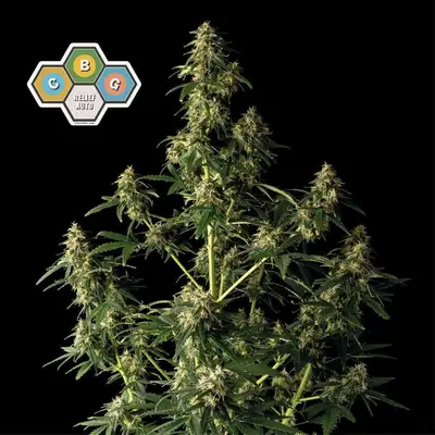 Auto CBG Relief cannabis seeds